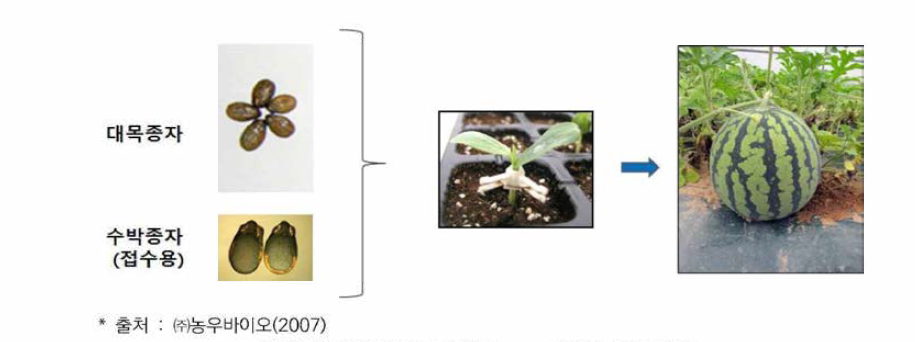 GM대목을 이용한 non-GMO 생산 과정