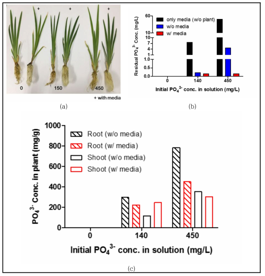 식재 식물(Iris)의 용존성 인 흡수시 용존성인의 식물 내/외 분포