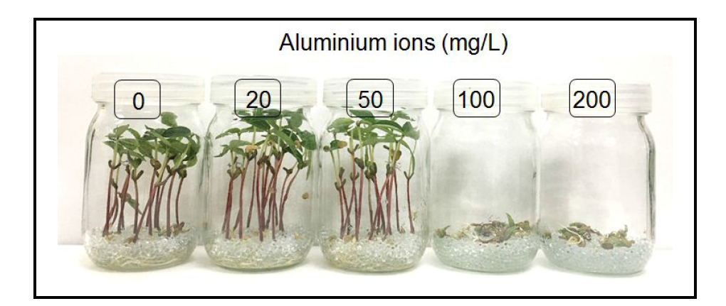 알루미늄 이온(Al3+) 농도에 따른 식물에 미치는 영향 평가