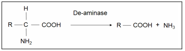 미생물에 의한 ammonia acid 분해