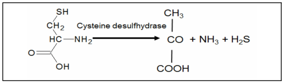 Cysteine desulfhydrase를 가진 미생물에 의한 Cysteine 분해