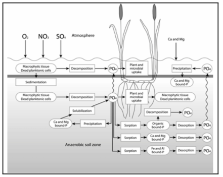 Phosphorus transformation in wetlands