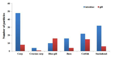 Concentration of microplastics in the intestine(blue bar) and concentration of microplastics on the gill(red bar)