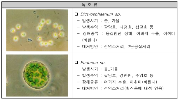 대량증식을 유발하는 조류종과 특성