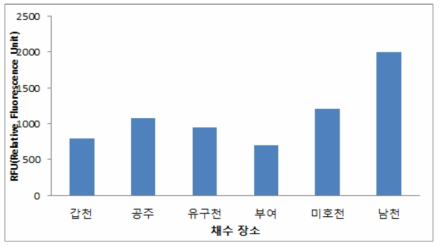 금강수계 시료의 피코시아닌 형광도