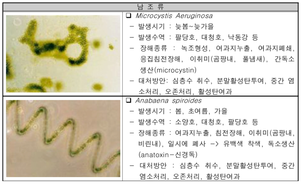 대량증식을 유발하는 남조류 종과 특성