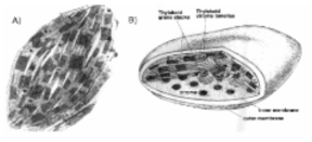 A)엽록체 B) 엽록체안의 모습
