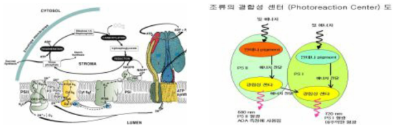 틸라코이드속 복합체 및 조류의 광합성 도식