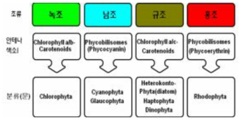 각조류 군별 색소(안테나 색소)에 대한 도식