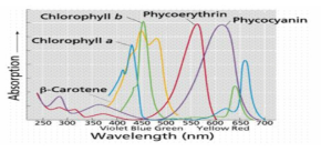 광합성 색소의 흡광 스펙트럼