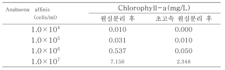 Anabaena affinis chlorophyll-a 농도