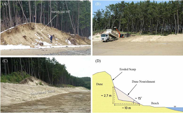 Sand filling processes (A~C) in the eroded dune scarps with the basic design of reinforcement (D)