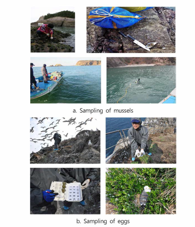 Sampling performance of mussels and eggs