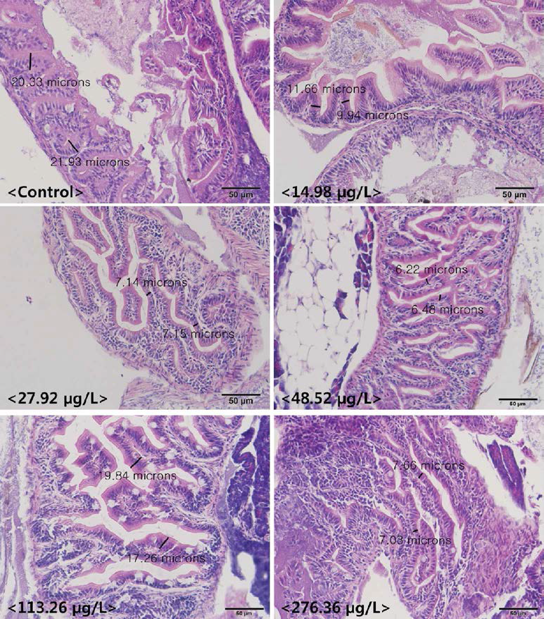 Histological observation of Oryzias iatipes exposed to DPA (intestinal epithelial atrophy)