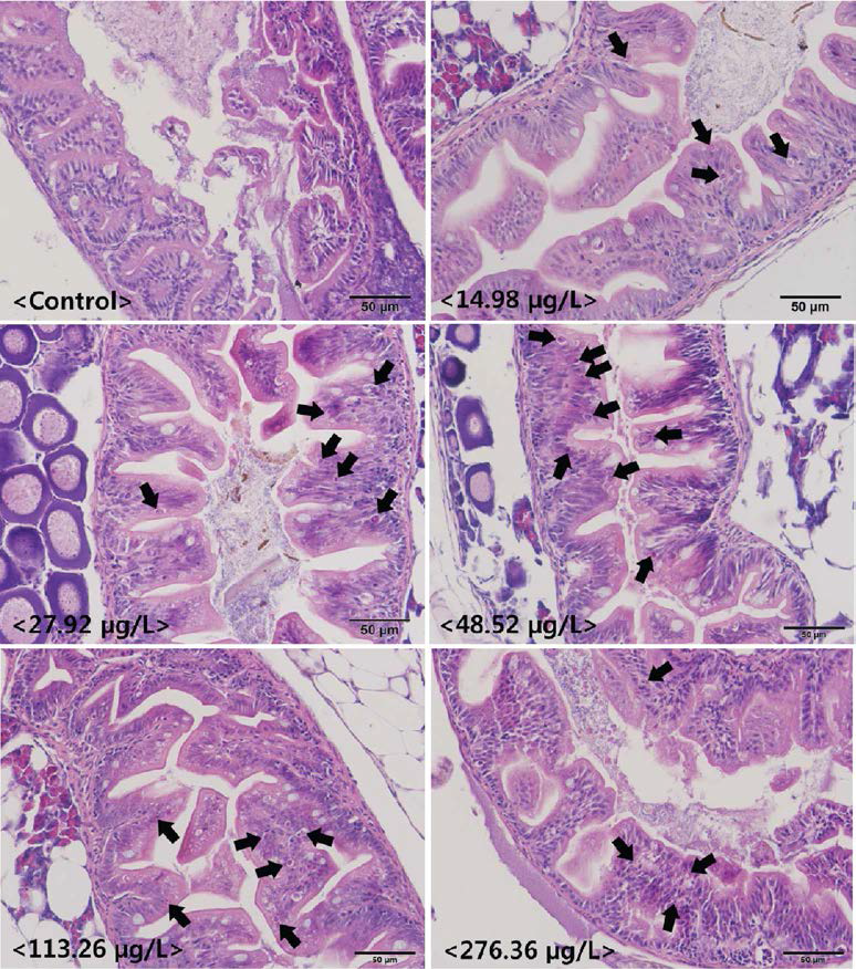 Histological observation of Oryzias latipes exposed to DPA (arrows : intestinal epithelial apoptosis)