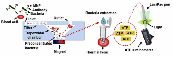 항체-자성나노입자를 가지는 3차원 미세자성 장치에서의 타겟 박테리아 세포의 전처리 장치 (출처 : Journal of Microbilogical Methods, 2017, 132, 128-133)