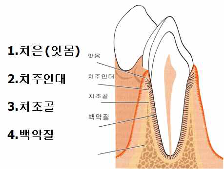 치아를 둘러싸고 있는 4종류의 치주조직