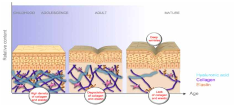 노화에 따른 피부구성 변화