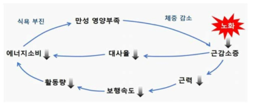 노인성 근감소증을 통한 악순환 (출처 : Journal of Korean Biological Nursing Science 2017;19(1):30-37)