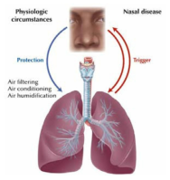 상부-하부 호흡기 질환이 관계