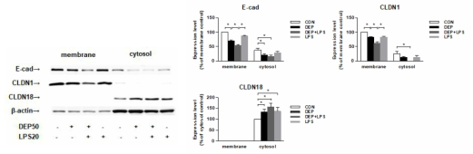 ALI 12일에서 Western blot 기법을 통해 관찰한 E-cad, CLDN1, CLDN18 의 발현 변화