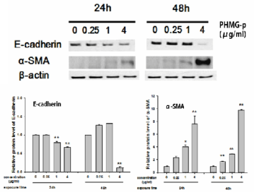 PHMG-p에 의한 상피간엽이행 관련 단백질발현 변화