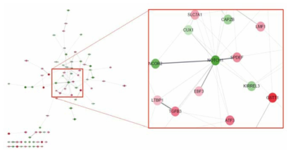 Network 분석에서 주요 후보인자로 발굴된 NOTCH1
