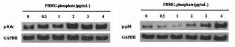 PHMG-p에 의한 MAPK 신호전달 단백질발현 변화