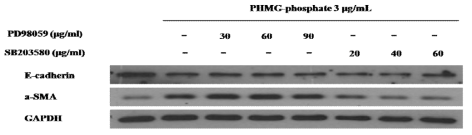 MAPK 저해제 처리에 의한 PHMG-p 유도 관련 단백질발현 변화