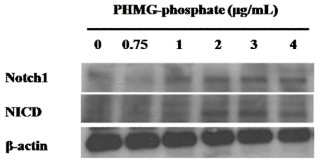 PHMG-p에 의한 Notch 신호전달 단백질발현 변화