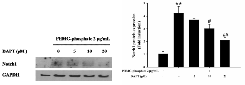 Notch 저해제 처리에 따른 PHMG-p 유도 Notch1 단백질발현 변화