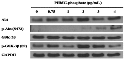 PHMG-p에 의한 Akt 신호전달 단백질발현 변화