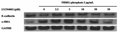 MAPK 저해제 처리에 의한 PHMG-p 유도 단백질발현 변화