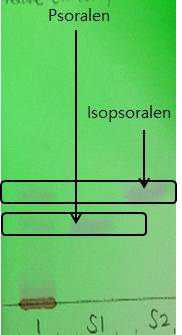 HBX-6, S1 : Psoralen, S2 : Isopsoralen