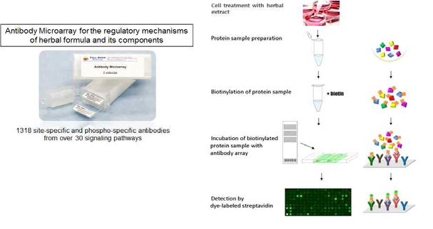 Antibody microarray 시료 준비 및 분석 과정