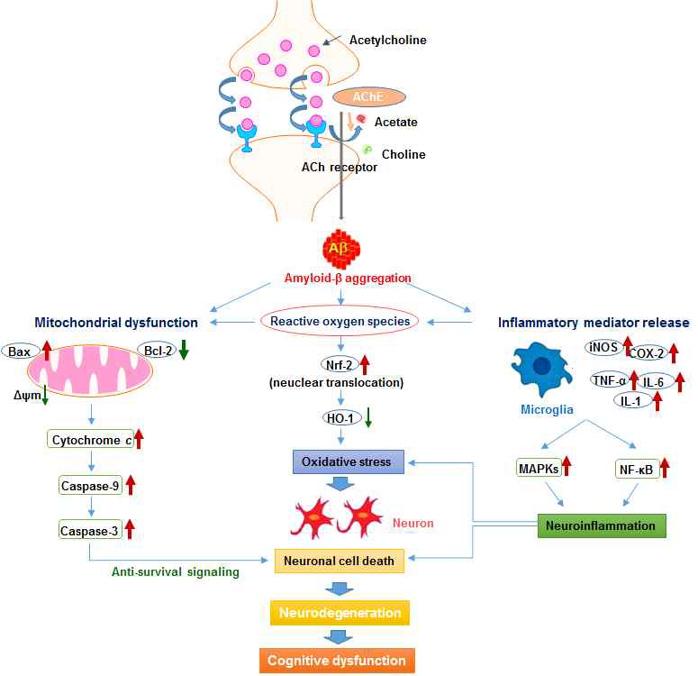 신경세포 손상 및 뇌염증 관련 주요 분자기전