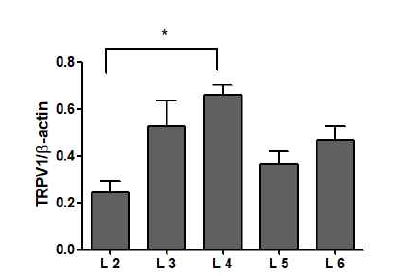 western blotting of TRPV1 expressions in ipsilateral L4, L5, and L6 DRGs in spared nerve injury(SNI) rats(n=4). *: P>0.05