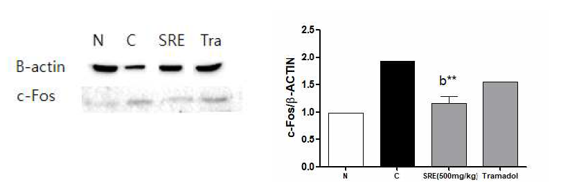 신경병증성 통증 흰쥐에서 황금추출물(SRE 500mg/kg)의 뇌중심회백질의 c-fos 단백 활성에 미치는 영향 평가, N: Normal, C: Control, SRE: 황금추출액, Tra: Tramadol, **P<0.01 vs. control (b) group