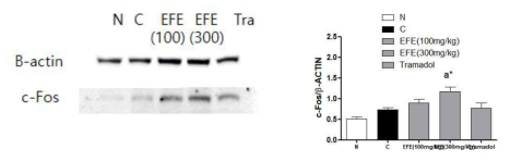 신경병증성 통증 흰쥐에서 오수유추출물의 뇌중심회백질의 c-fos 단백 활성에 미치는 영향 평가, N: Normal, C: Control, EFE(100): 오수유추출물 100mg/kg, EFE(300): 오수유추출물 300mg/kg, ,Tra: Tramadol