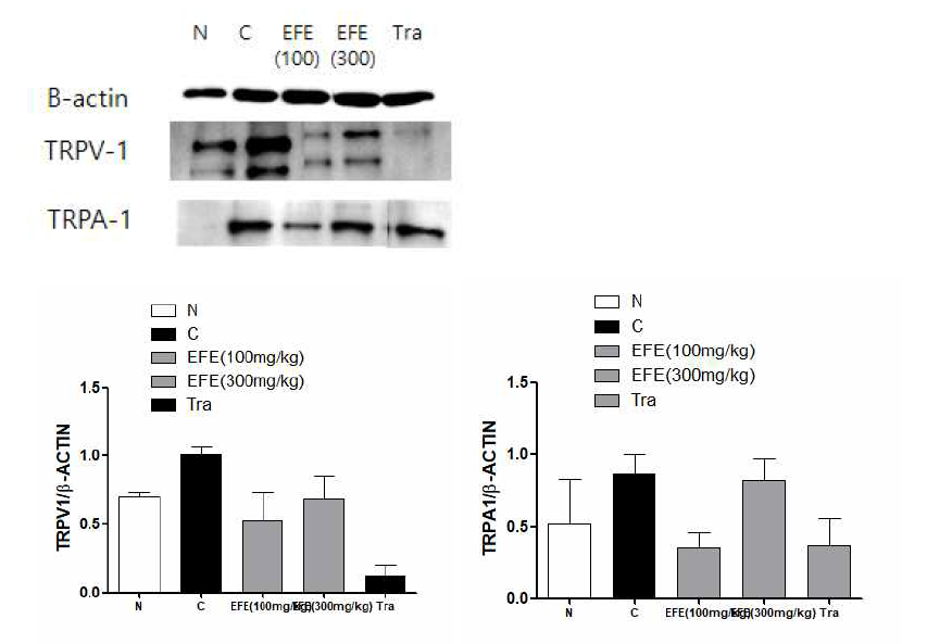 Western blotting of TRPV1 and TRPA1 expressions in ipsilateral L5 DRG in spread nerve injury