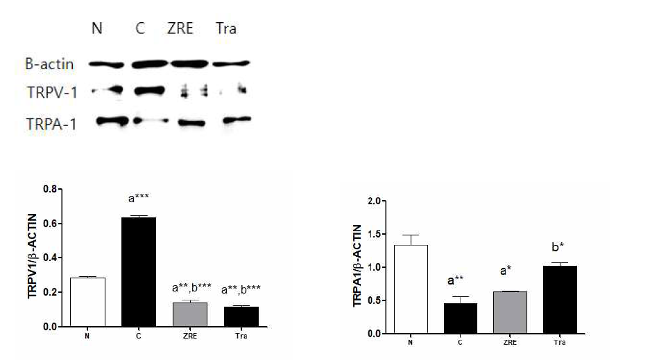 Western blotting of TRPV1 and TRPA1 expressions in ipsilateral L4,5,6 DRG in spread nerve injury(SNI) rats. *P<0.05, **P<0.01, ***P<0.001 vs. normal (a) or control (b) group