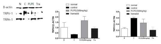 Western blotting of TRPV1 and TRPA1 expressions in ipsilateral L4,5,6 DRG in spread nerve injury(SNI) rats