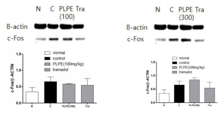 신경병증성 통증 흰쥐에서 적작약추출물(PLPE 100mg/kg, PLPE 300mg/kg)의 뇌중심회백질 c-fos 단백 활성에 미치는 영향 평가, N: Normal, C: Control, PLPE(100): 적작약추출물 100mg/kg, PLPE(300): 적작약추출물 300mg/kg, , Tra: Tramadol