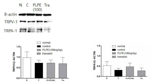 Western blotting of TRPV1 and TRPA1 expressions in ipsilateral L5 DRG in spread nerve injury, *P<0.05, **P<0.01, ***P<0.001 vs. normal (a) or control (b) group