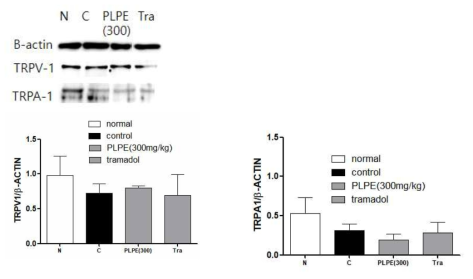 Western blotting of TRPV1 and TRPA1 expressions in ipsilateral L5 DRG in spread nerve injury, *P<0.05, **P<0.01, ***P<0.001 vs. normal (a) or control (b) group