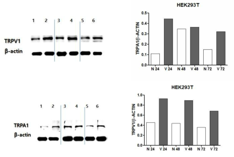 Human embryonic kidney (HEK) 293T cells의 TRPV1 및 TRPA1 발현 결과