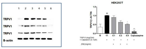 TRPV1 발현된 Human embryonic kidney (HEK) 293T cells에서 건강추출물의 억제 효과. ##: p ＜ 0.01 compared with normal group. *: p ＜ 0.05, ***: p ＜ 0.001, compared with control group(one-way ANOVA with Tukey´ s multiple comparison test).