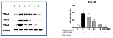 TRPA1 발현된 Human embryonic kidney (HEK) 293T cells에서 건강추출물의 억제 효과. #: p ＜ 0.05 compared with normal group. *: p ＜ 0.05, **: p ＜ 0.01, compared with control group(one-way ANOVA with Tukey´ s multiple comparison test)