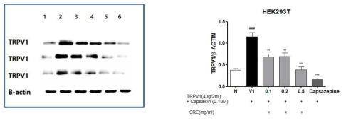 TRPV1 발현된 Human embryonic kidney (HEK) 293T cells에서 황금추출물의 억제 효과. ###: p ＜ 0.001 compared with normal group. **: p ＜ 0.01, ***: p ＜ 0.015 compared with control group(one-way ANOVA with Tukey´ s multiple comparison test)