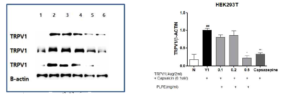 TRPV1 발현된 Human embryonic kidney (HEK) 293T cells에서 적작약추출물의 억제 효과. ##: p ＜ 0.01 compared with normal group. *: p ＜ 0.05, **: p ＜ 0.01 compared with control group(one-way ANOVA with Tukey´ s multiple comparison test)